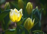 Backlit Yellow-White Tulip_48100